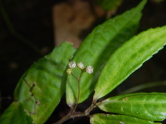 Elatostema