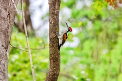 Chrysocolaptes festivus
