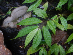 Elatostema
