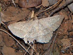 Isturgia catalaunaria