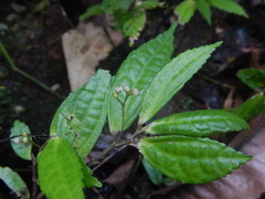 Elatostema