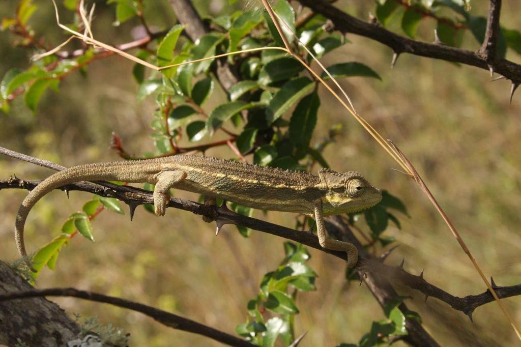 Two-Lined Chameleon