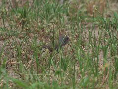 Lagonosticta nitidula