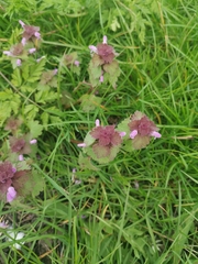 Lamium purpureum