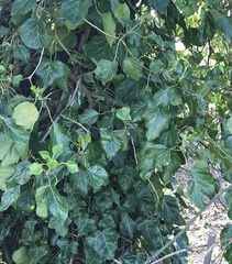 Hedera helix