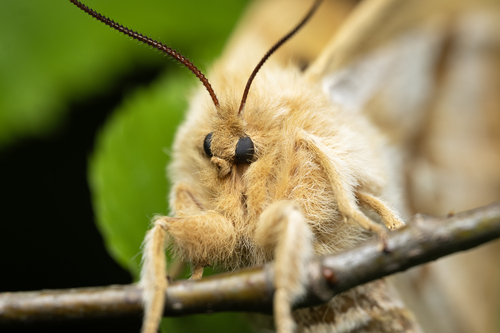 Tau Emperor Moth, photo 10 of 10