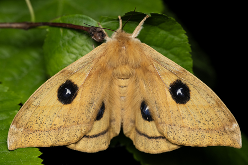 Tau Emperor Moth, photo 2 of 10