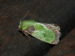 Latoia viridimixta