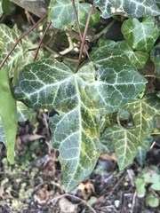 Hedera helix