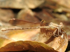 Argia rhoadsi