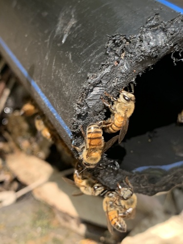 Western Honey Bee