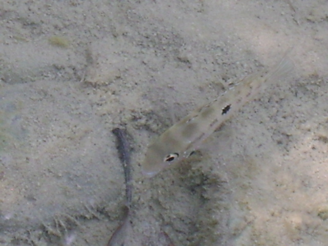 Spotcheek Cichlid