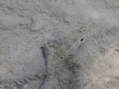 Thorichthys maculipinnis