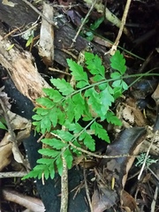 Asplenium lamprophyllum