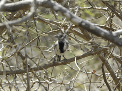 Sakesphorus canadensis pulchellus