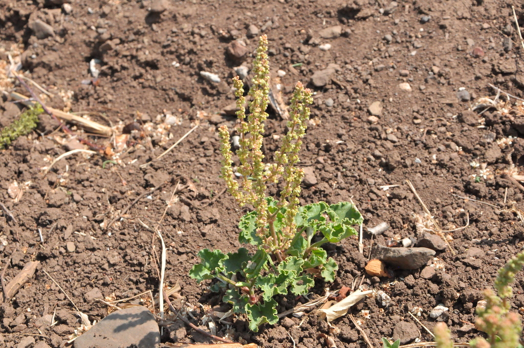Oxyria sinensis