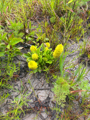candyroot