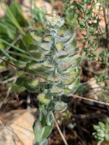 Lepidium hirtum, photograph 2