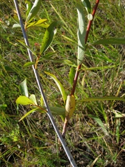 Salix rorida