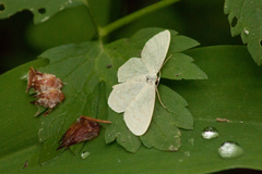 Scopula floslactata