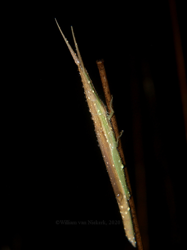 Mesopsera filum