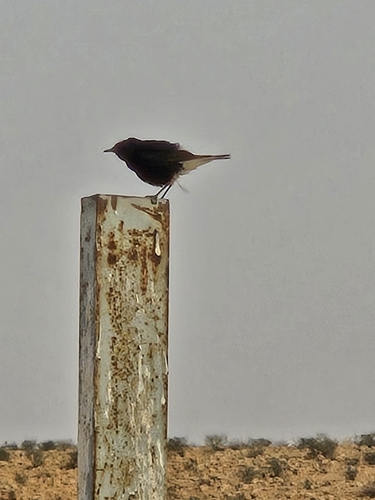 White-crowned Wheatear