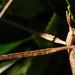 Leptynia attenuata - Photo (c) JCoelho,  זכויות יוצרים חלקיות (CC BY)
