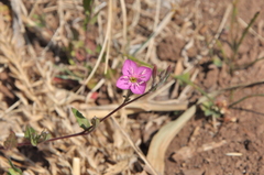 Oenothera rosea