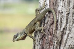 Tropidurus torquatus