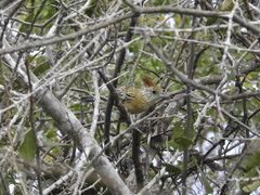 Sakesphorus canadensis pulchellus