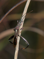 Mirperus jaculus