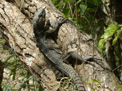 Ctenosaura acanthura