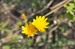 Taraxacum