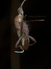 Mirperus jaculus