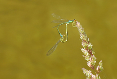 Enallagma antennatum