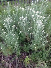 Pseudognaphalium oligandrum