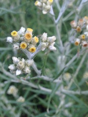 Pseudognaphalium oligandrum