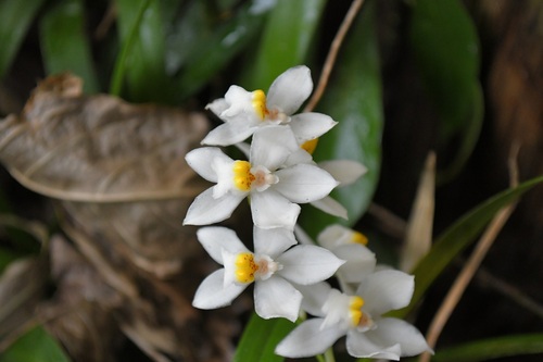Cuitlauzina pulchella, photograph 1