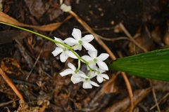 Cuitlauzina pulchella, photograph (c) Neptalí Ramírez Marcial, some rights reserved (CC BY)