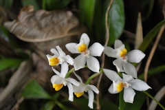 Cuitlauzina pulchella
