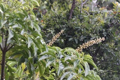 Oreopanax xalapensis, photograph (c) Neptalí Ramírez Marcial, some rights reserved (CC BY)