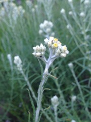 Pseudognaphalium oligandrum