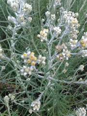 Pseudognaphalium oligandrum