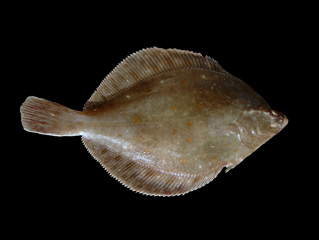 Pleuronectes