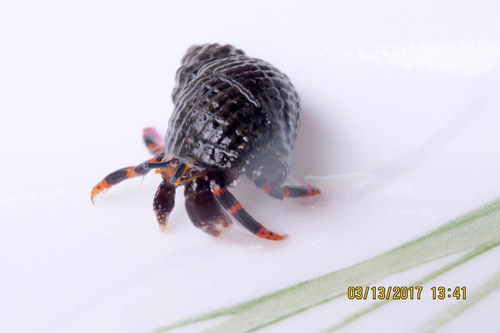 Calcinus pictus