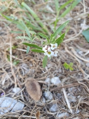 Angiospermae