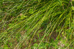 Carex divulsa