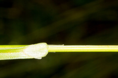 Carex divulsa