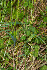 Carex divulsa