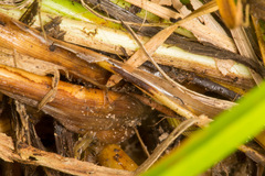 Carex divulsa